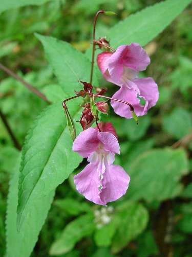 Impatiens glandulifera © No machine-readable author provided. <a href="//commons.wikimedia.org/wiki/User:ArtMechanic" title="User:ArtMechanic">ArtMechanic</a> assumed (based on copyright claims).