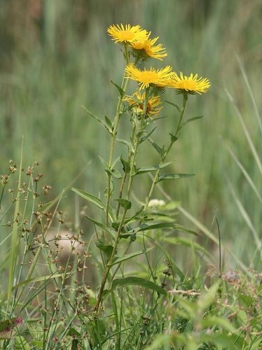 Inula britannica © Kristian Peters -- <a href="//commons.wikimedia.org/wiki/User:Fabelfroh" title="User:Fabelfroh">Fabelfroh</a> 06:18, 20 August 2007 (UTC)