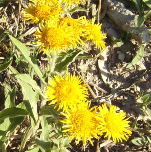 Inula helenioides © <a href="//commons.wikimedia.org/wiki/User:Victor_M._Vicente_Selvas" title="User:Victor M. Vicente Selvas">Victor M. Vicente Selvas</a>