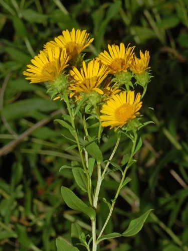 Inula spiraeifolia &copy; <a href="//commons.wikimedia.org/wiki/User:Hectonichus" title="User:Hectonichus">Hectonichus</a>