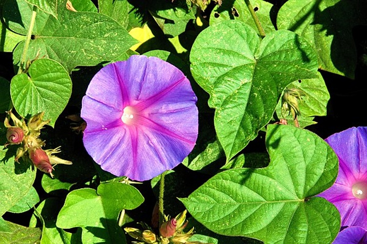Ipomoea indica © <a href="//commons.wikimedia.org/wiki/User:Alvesgaspar" title="User:Alvesgaspar">Alvesgaspar</a>
