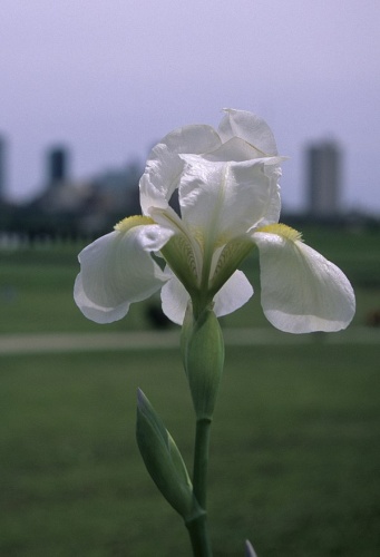 Iris albicans &copy; <a href="//commons.wikimedia.org/wiki/User:Eric_in_SF" title="User:Eric in SF">Eric in SF</a>