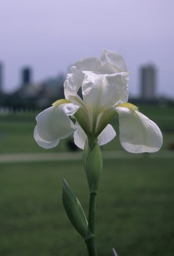 Iris albicans © <a href="//commons.wikimedia.org/wiki/User:Eric_in_SF" title="User:Eric in SF">Eric in SF</a>