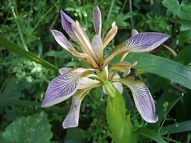 Iris foetidissima © Jymm