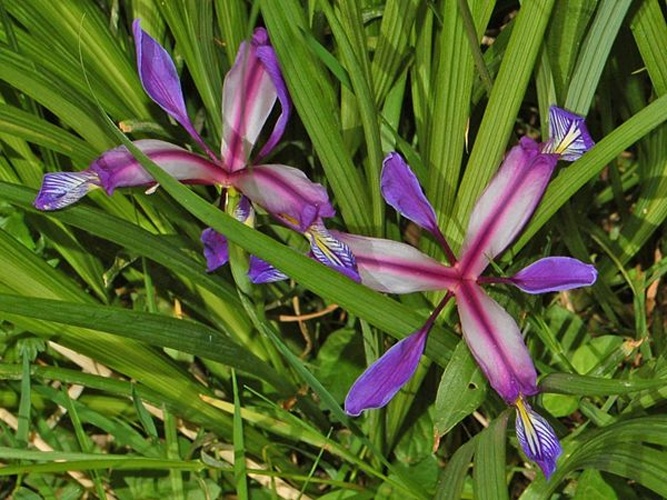 Iris graminea &copy; <a href="//commons.wikimedia.org/wiki/User:Hectonichus" title="User:Hectonichus">Hectonichus</a>