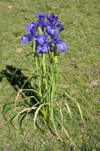 Iris latifolia © <a href="//commons.wikimedia.org/wiki/User:Myrabella" title="User:Myrabella">Myrabella</a>