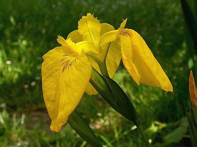 Iris pseudacorus &copy; <a href="//commons.wikimedia.org/wiki/User:Jean-Jacques_MILAN" title="User:Jean-Jacques MILAN">Jean-Jacques MILAN</a>
