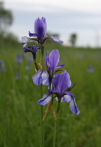Iris sibirica © <a href="//commons.wikimedia.org/wiki/User:Asio_otus" title="User:Asio otus">Asio otus</a>