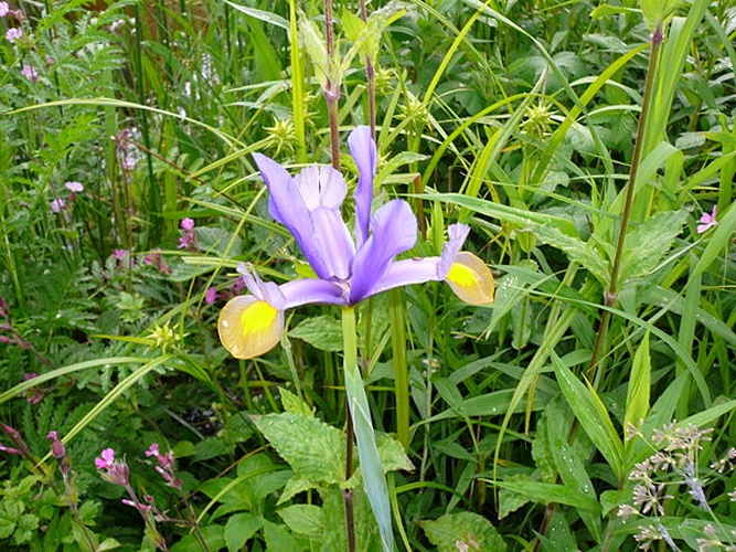 Iris xiphium © <a href="//commons.wikimedia.org/wiki/User:Florean_Fortescue" title="User:Florean Fortescue">User:Florean Fortescue</a>