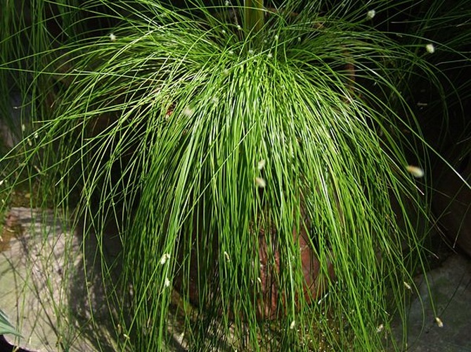 Isolepis cernua © Jerzy Opioła