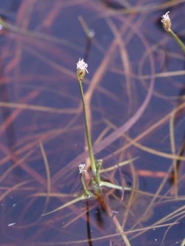 Isolepis fluitans &copy; <a href="//commons.wikimedia.org/wiki/User:Ruppia2000" title="User:Ruppia2000">Ruppia2000</a>