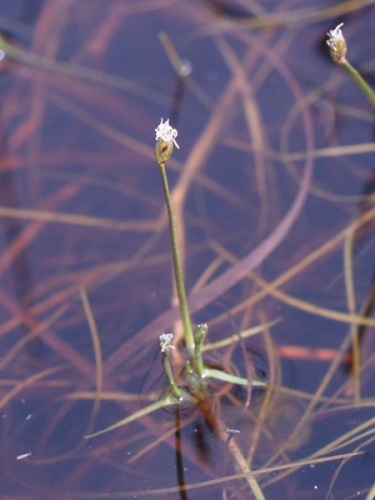Isolepis fluitans © <a href="//commons.wikimedia.org/wiki/User:Ruppia2000" title="User:Ruppia2000">Ruppia2000</a>