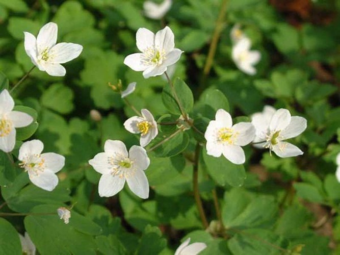 Isopyrum thalictroides © The original uploader was <a href="https://en.wikipedia.org/wiki/hu:User:Macarpi" class="extiw" title="w:hu:User:Macarpi">Macarpi</a> at <a href="https://en.wikipedia.org/wiki/hu:" class="extiw" title="w:hu:">Hungarian Wikipedia</a>.