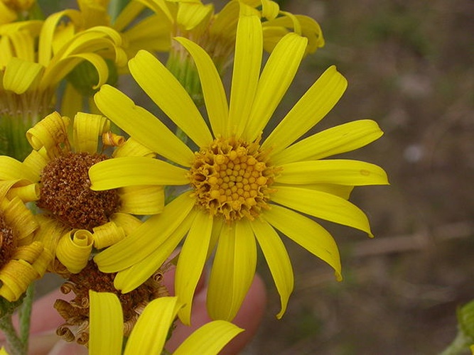 Jacobaea paludosa © Pieter Pelser