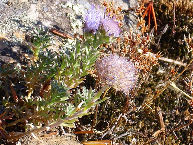 Jasione crispa © <a href="//commons.wikimedia.org/wiki/User:Javier_martin" title="User:Javier martin">Javier martin</a>