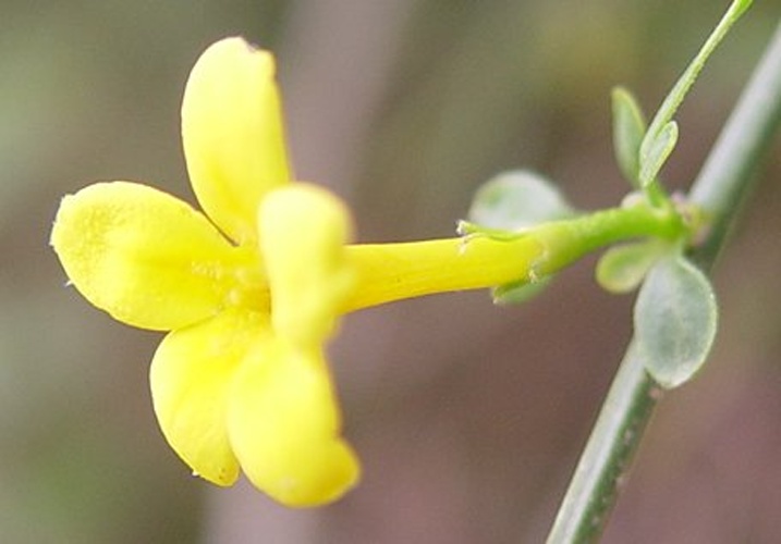 Jasminum fruticans © 