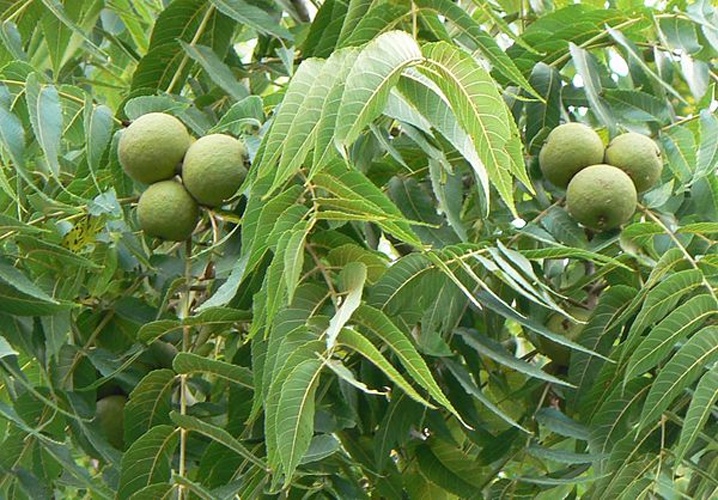 Juglans nigra © 