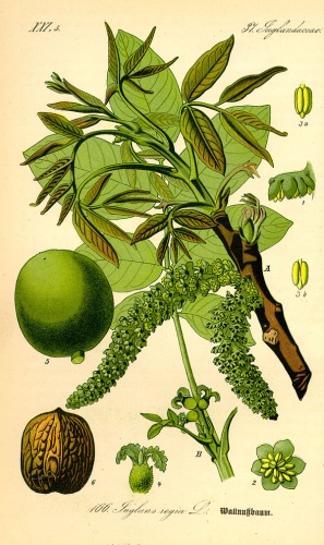 Juglans regia &copy; Otto Wilhelm Thomé