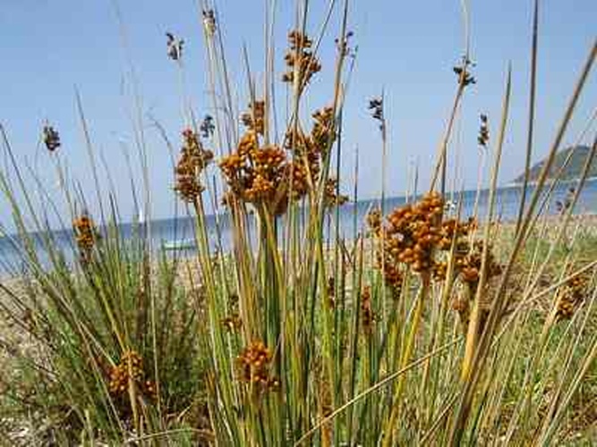 Juncus acutus &copy; <a href="//commons.wikimedia.org/wiki/User:Esculapio" class="mw-redirect" title="User:Esculapio">Esculapio</a>