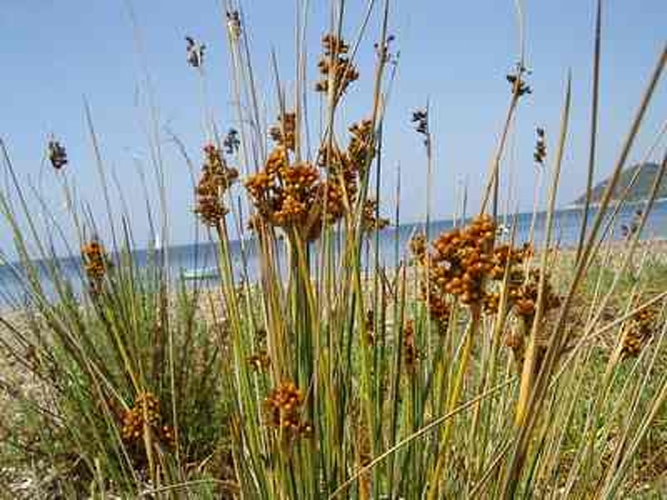 Juncus acutus © <a href="//commons.wikimedia.org/wiki/User:Esculapio" class="mw-redirect" title="User:Esculapio">Esculapio</a>