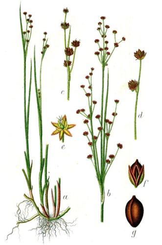 Juncus alpinoarticulatus &copy; Johann Georg Sturm (Painter: <a href="https://en.wikipedia.org/wiki/Jacob_Sturm" class="extiw" title="en:Jacob Sturm">Jacob Sturm</a>)