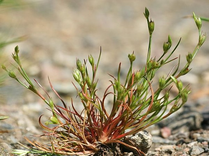 Juncus bufonius &copy; Kristian Peters -- <a href="//commons.wikimedia.org/wiki/User:Fabelfroh" title="User:Fabelfroh">Fabelfroh</a> 11:49, 16 June 2007 (UTC)