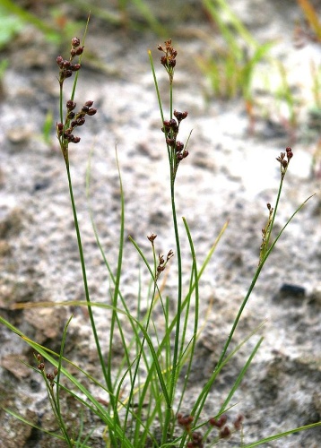 Juncus compressus © <a href="//commons.wikimedia.org/wiki/User:Fice" title="User:Fice">Christian Fischer</a>