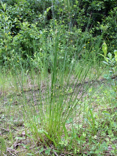 Juncus filiformis &copy; <a href="//commons.wikimedia.org/w/index.php?title=User:Mattivirtala&amp;action=edit&amp;redlink=1" class="new" title="User:Mattivirtala (page does not exist)">Matti Virtala</a>
