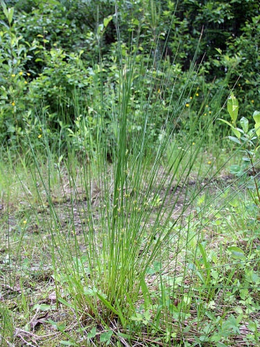 Juncus filiformis © <a href="//commons.wikimedia.org/w/index.php?title=User:Mattivirtala&amp;action=edit&amp;redlink=1" class="new" title="User:Mattivirtala (page does not exist)">Matti Virtala</a>