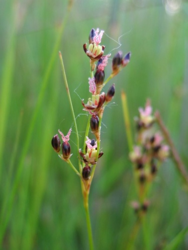 Juncus gerardii &copy; Kristian Peters -- <a href="//commons.wikimedia.org/wiki/User:Fabelfroh" title="User:Fabelfroh">Fabelfroh</a> 07:02, 9 July 2006 (UTC)