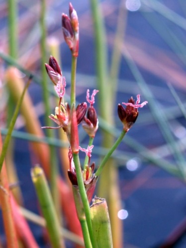 Juncus heterophyllus © <a href="//commons.wikimedia.org/wiki/User:Ruppia2000" title="User:Ruppia2000">Ruppia2000</a>