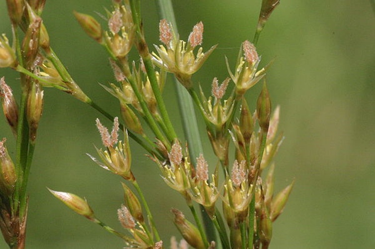 Juncus inflexus &copy; <a href="//commons.wikimedia.org/wiki/User:HermannSchachner" title="User:HermannSchachner">HermannSchachner</a>