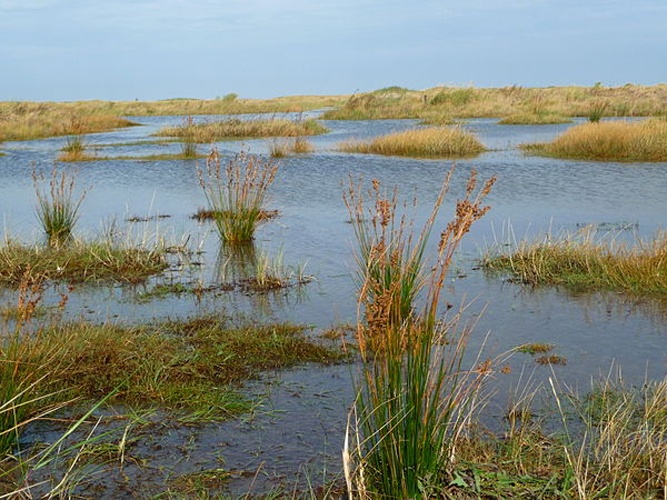 Juncus maritimus © <a href="//commons.wikimedia.org/wiki/User:4028mdk09" title="User:4028mdk09">4028mdk09</a>