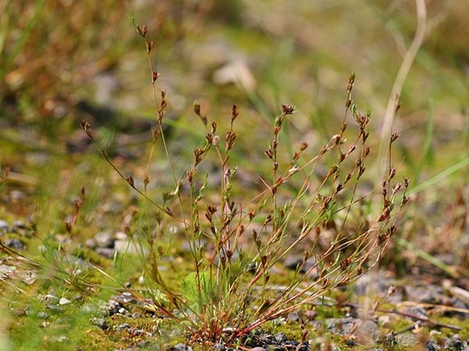 Juncus ranarius © Kristian Peters -- <a href="//commons.wikimedia.org/wiki/User:Fabelfroh" title="User:Fabelfroh">Fabelfroh</a> 06:15, 20 August 2007 (UTC)