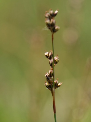 Juncus squarrosus &copy; Kristian Peters -- <a href="//commons.wikimedia.org/wiki/User:Fabelfroh" title="User:Fabelfroh">Fabelfroh</a> 07:27, 23 June 2007 (UTC)