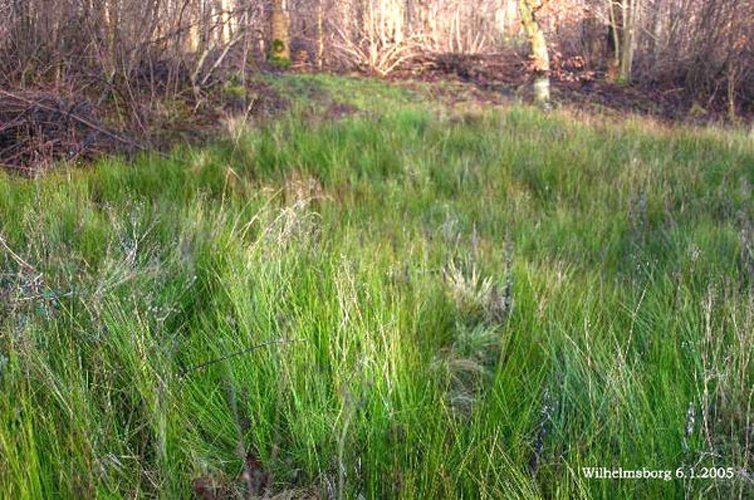 Juncus subnodulosus © 