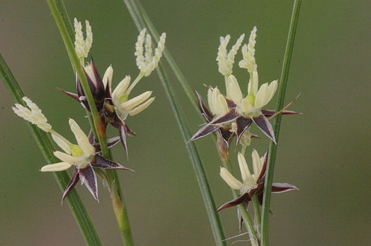 Juncus trifidus © <a href="//commons.wikimedia.org/wiki/User:HermannSchachner" title="User:HermannSchachner">HermannSchachner</a>