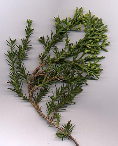 Juniperus chinensis © <a href="https://en.wikipedia.org/wiki/User:MPF" class="extiw" title="wikipedia:User:MPF">MPF</a> at <a href="https://en.wikipedia.org/wiki/" class="extiw" title="wikipedia:">English Wikipedia</a>
