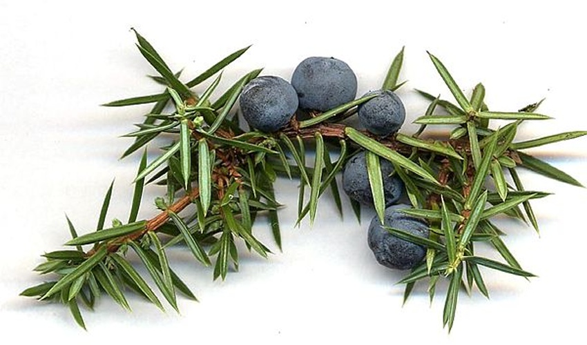 Juniper &copy; <a href="//commons.wikimedia.org/wiki/User:MPF" title="User:MPF">MPF</a>