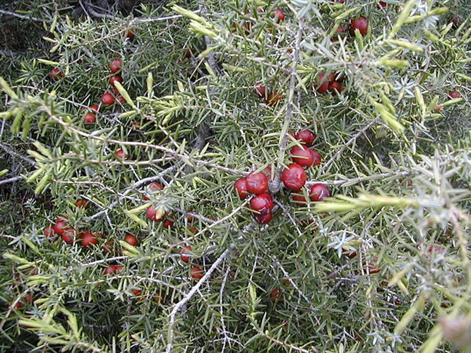 Juniperus oxycedrus © No machine-readable author provided. <a href="//commons.wikimedia.org/wiki/User:David.gaya" title="User:David.gaya">David.gaya</a> assumed (based on copyright claims).