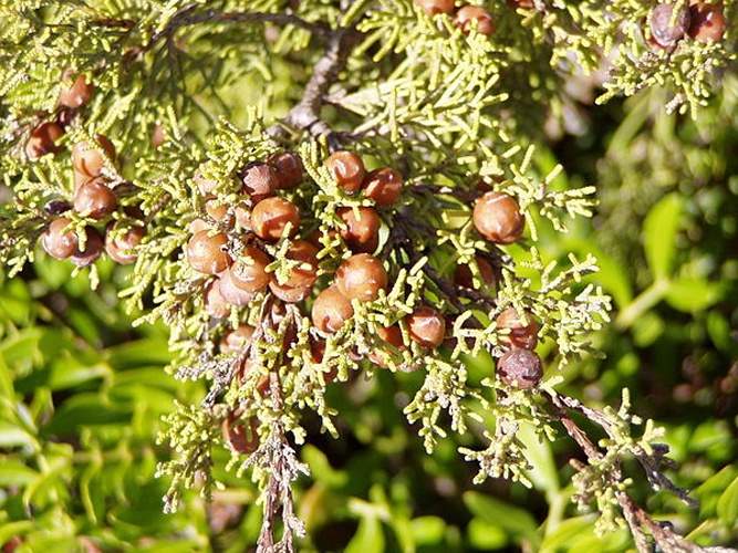Juniperus phoenicea © Júlio Reis (<a href="//commons.wikimedia.org/wiki/User:Tintazul" title="User:Tintazul">User:Tintazul</a>)