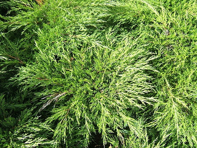 Juniperus sabina © No machine-readable author provided. <a href="//commons.wikimedia.org/wiki/User:MPF" title="User:MPF">MPF</a> assumed (based on copyright claims).