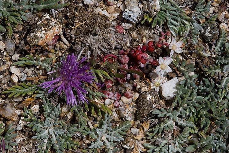 Jurinea humilis © <a href="//commons.wikimedia.org/w/index.php?title=User:Guillampa4&amp;action=edit&amp;redlink=1" class="new" title="User:Guillampa4 (page does not exist)">Guillampa4</a>