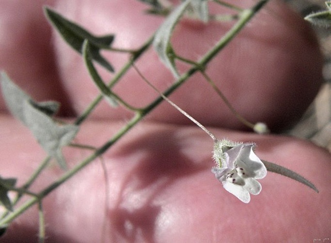 Kickxia cirrhosa &copy; <a href="//commons.wikimedia.org/wiki/User:Eitan_f" title="User:Eitan f">Eitan f</a>