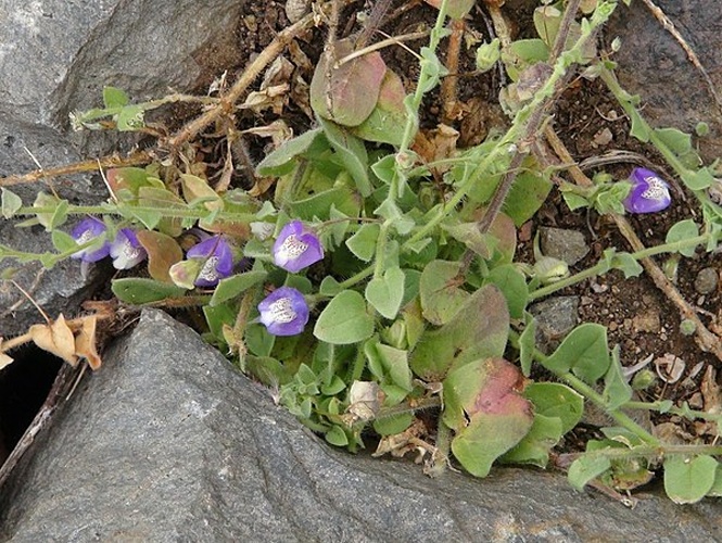 Kickxia commutata &copy; <a href="//commons.wikimedia.org/wiki/User:Thiotrix" title="User:Thiotrix">Gabriele Kothe-Heinrich</a>