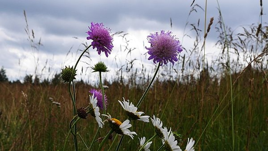 Field scabious &copy; <a href="//commons.wikimedia.org/wiki/User:CheloVechek" title="User:CheloVechek"><small><sub style="color:blue">chelo</sub></small>Vechek</a> / <a href="//commons.wikimedia.org/wiki/User_talk:CheloVechek" title="User talk:CheloVechek"><small><sup style="color:green">talk</sup></small></a>