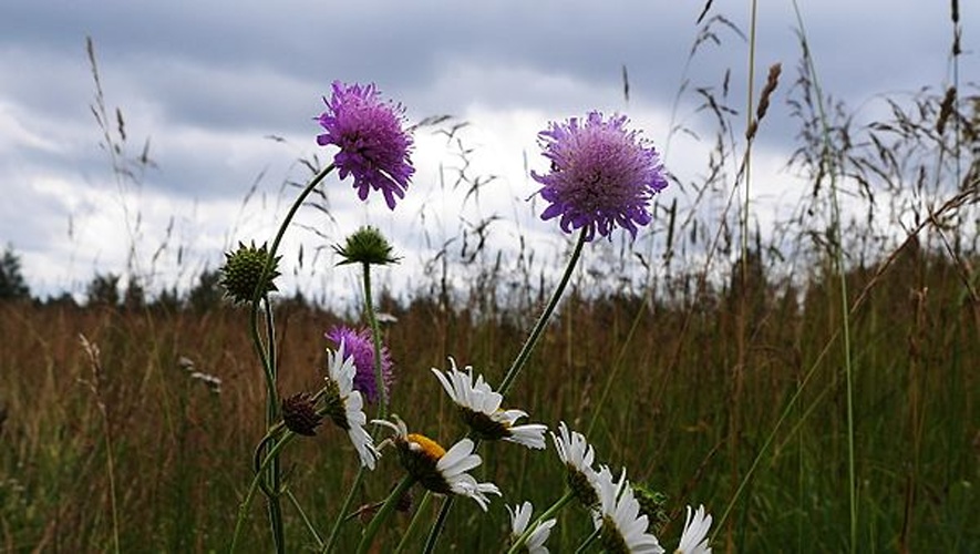 Field scabious © <a href="//commons.wikimedia.org/wiki/User:CheloVechek" title="User:CheloVechek"><small><sub style="color:blue">chelo</sub></small>Vechek</a> / <a href="//commons.wikimedia.org/wiki/User_talk:CheloVechek" title="User talk:CheloVechek"><small><sup style="color:green">talk</sup></small></a>