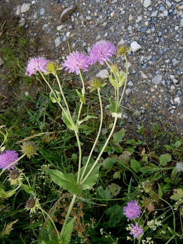 Knautia dipsacifolia © <a href="//commons.wikimedia.org/wiki/User:Meneerke_bloem" title="User:Meneerke bloem">Meneerke bloem</a>