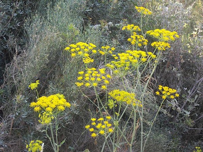  © <a href="//commons.wikimedia.org/wiki/Ghislain118" class="mw-redirect" title="Ghislain118">Ghislain118</a> <a rel="nofollow" class="external free" href="http://www.fleurs-des-montagnes.net">http://www.fleurs-des-montagnes.net</a>