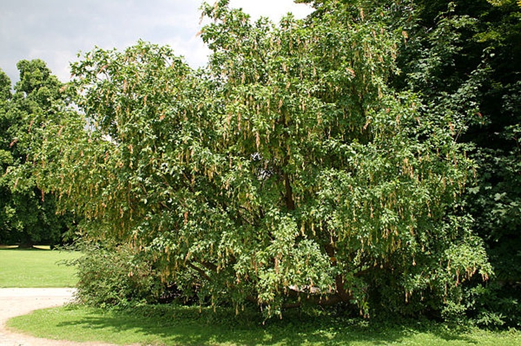 Laburnum alpinum &copy; <a href="//commons.wikimedia.org/wiki/User:Jean-Pol_GRANDMONT" title="User:Jean-Pol GRANDMONT">Jean-Pol GRANDMONT</a>
